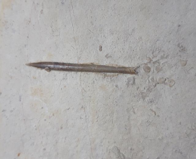 Hibolithes semisulcatus (M�NSTER 1830) - Bild &copy; FossNet FossilienStore